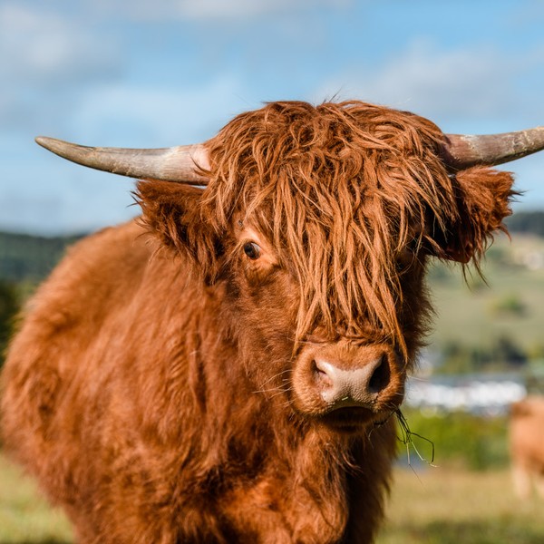 Krkonoše ubytování v apartmánech Aldrov resort, příroda, apartmány, ubytování v luxusních apartménech