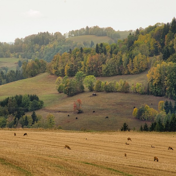 Ubytování ve stylových apartmánech v Krkonoších - Vítkovice